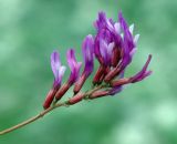 Astragalus