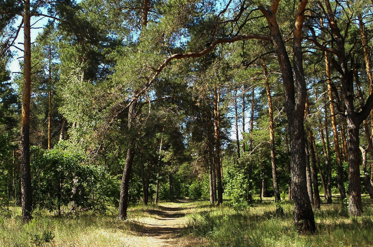 Киев, Днепровский район, изображение ландшафта.