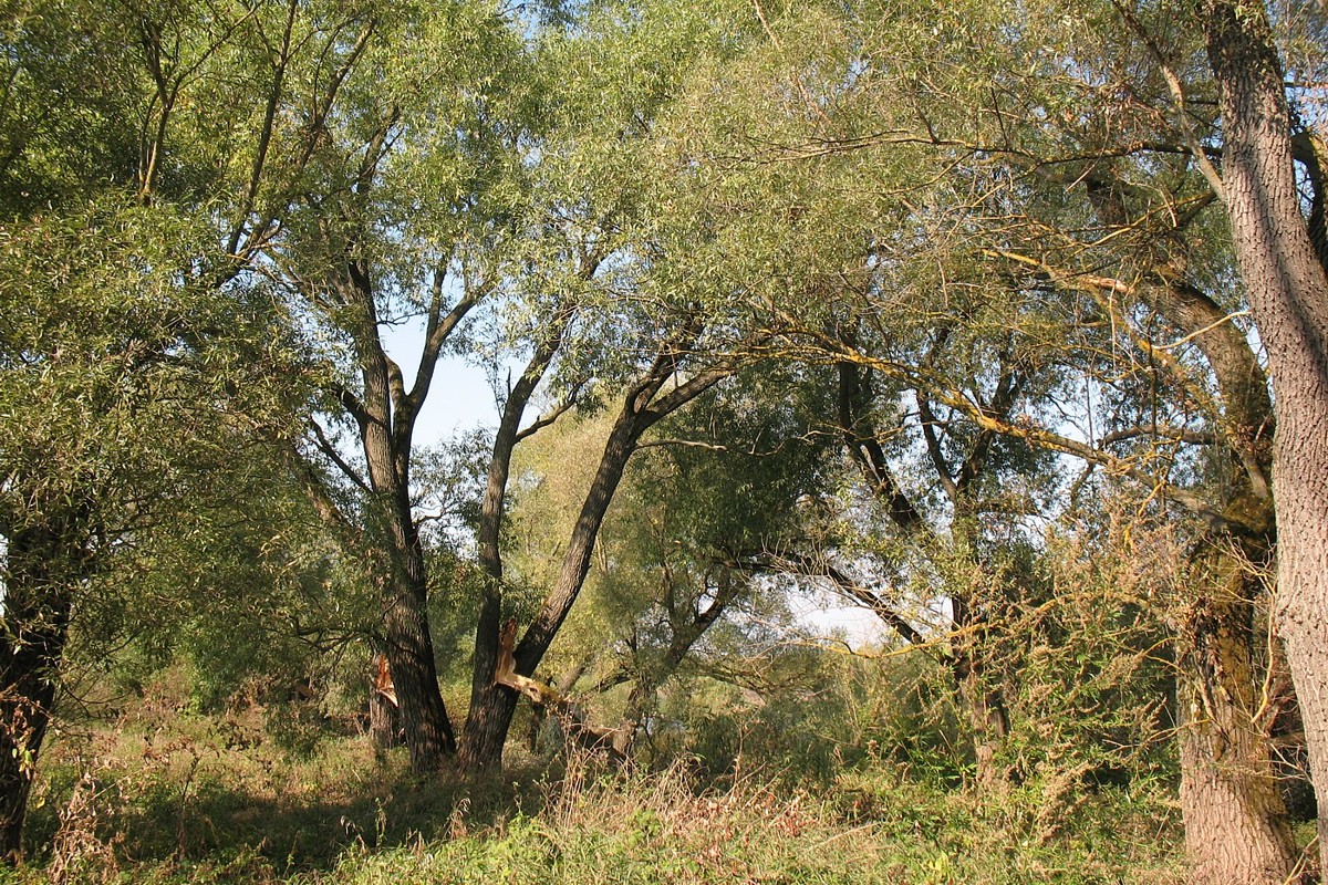 Берег р. Ока у г. Серпухов, изображение ландшафта.