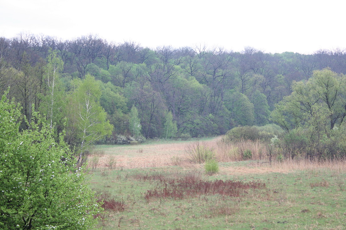 Дубрава "Лес на Ворскле", изображение ландшафта.