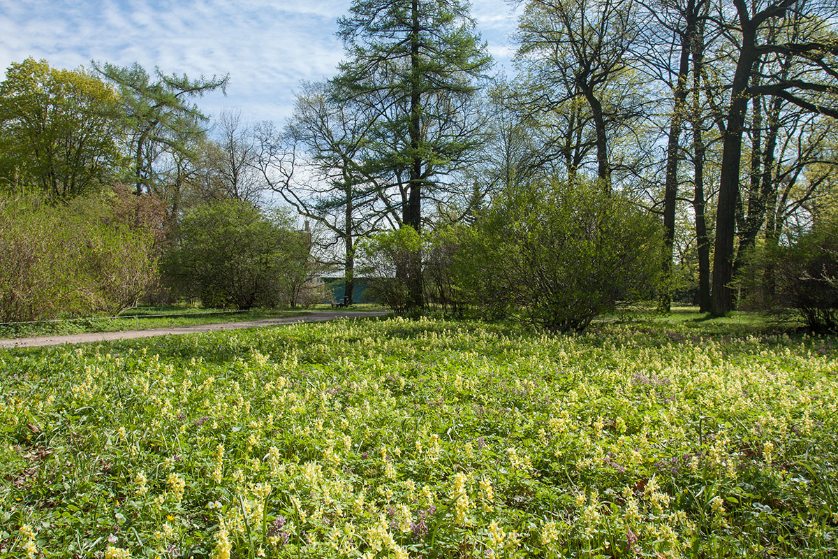 Парк Ботанического института РАН, изображение ландшафта.