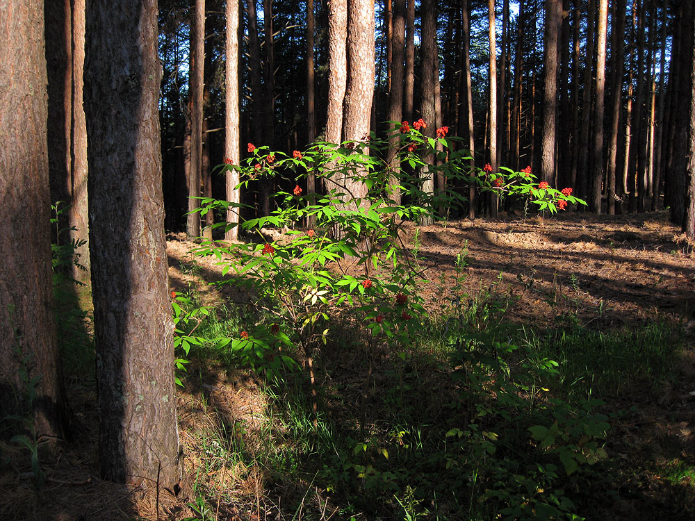 Танайский лес, изображение ландшафта.