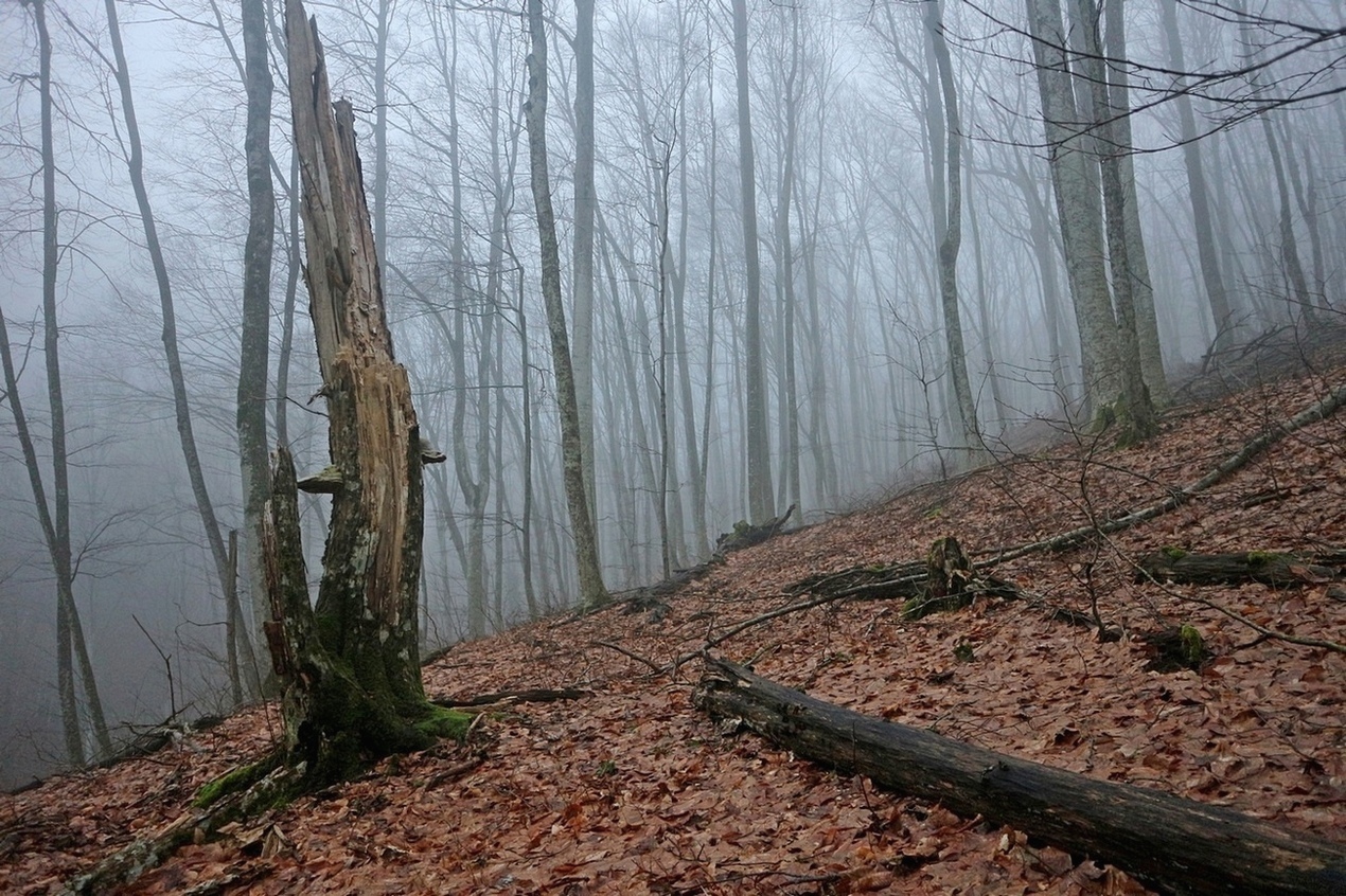 Щель Медвежья, image of landscape/habitat.