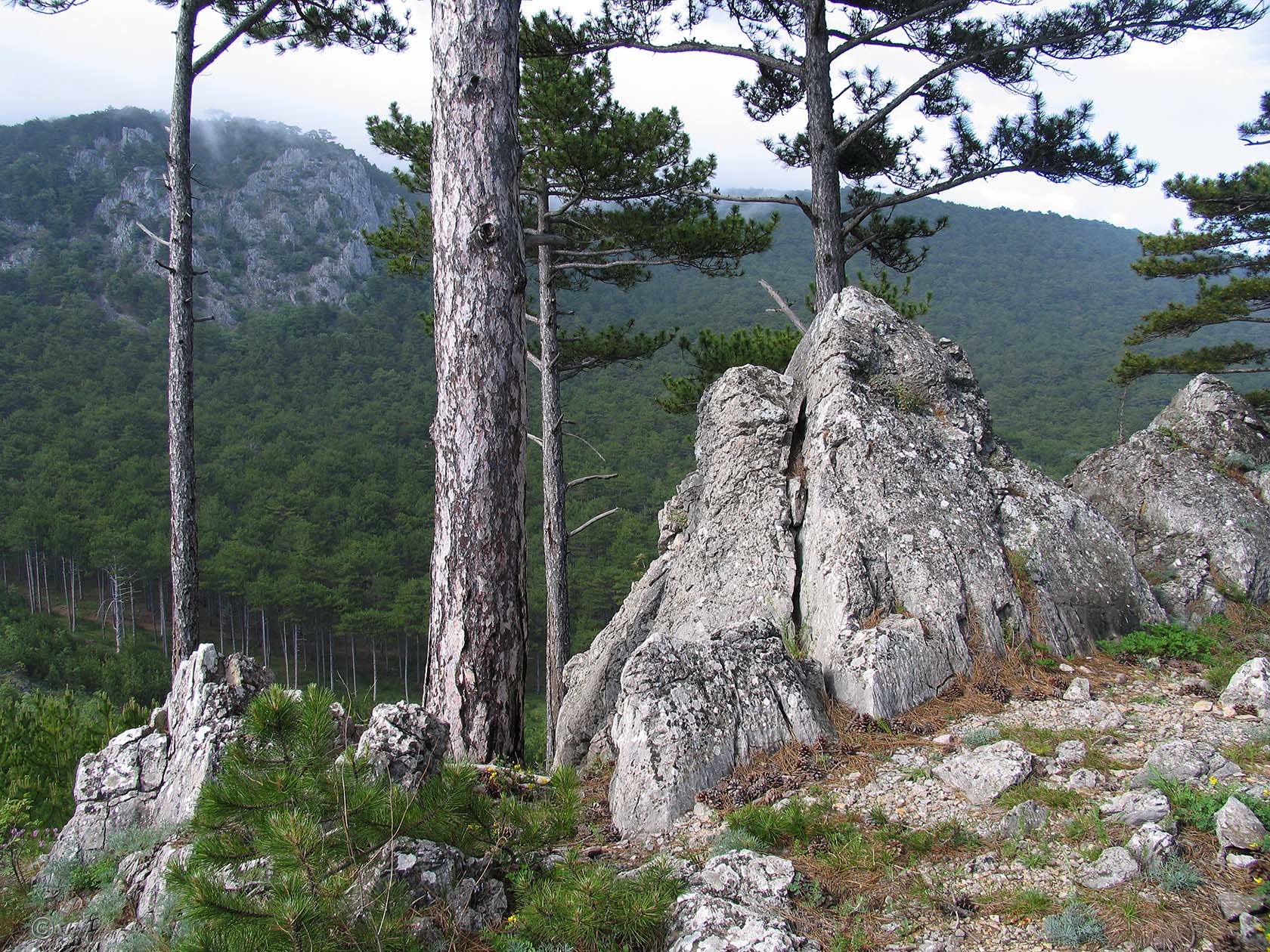 Никитская расселина, изображение ландшафта.