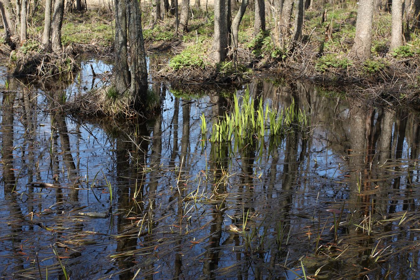 Большая Ижора, image of landscape/habitat.