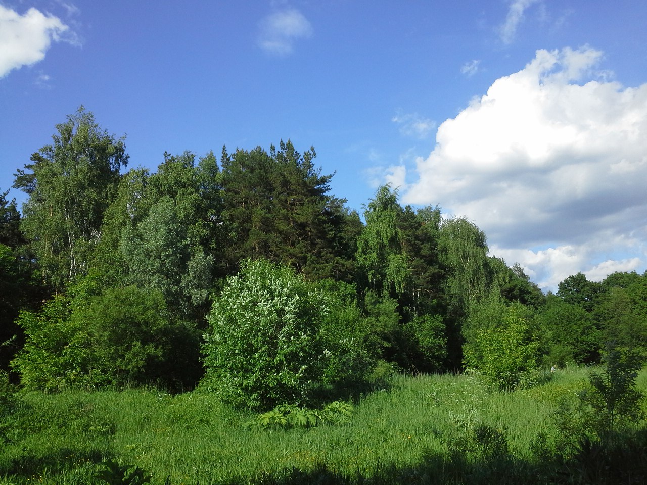 Бутовский лесопарк, изображение ландшафта.