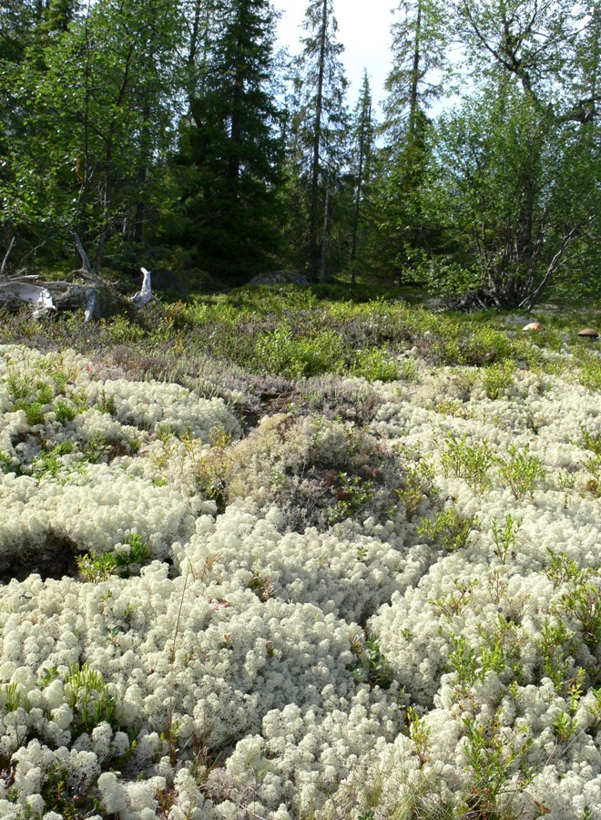 Мончегорск, image of landscape/habitat.
