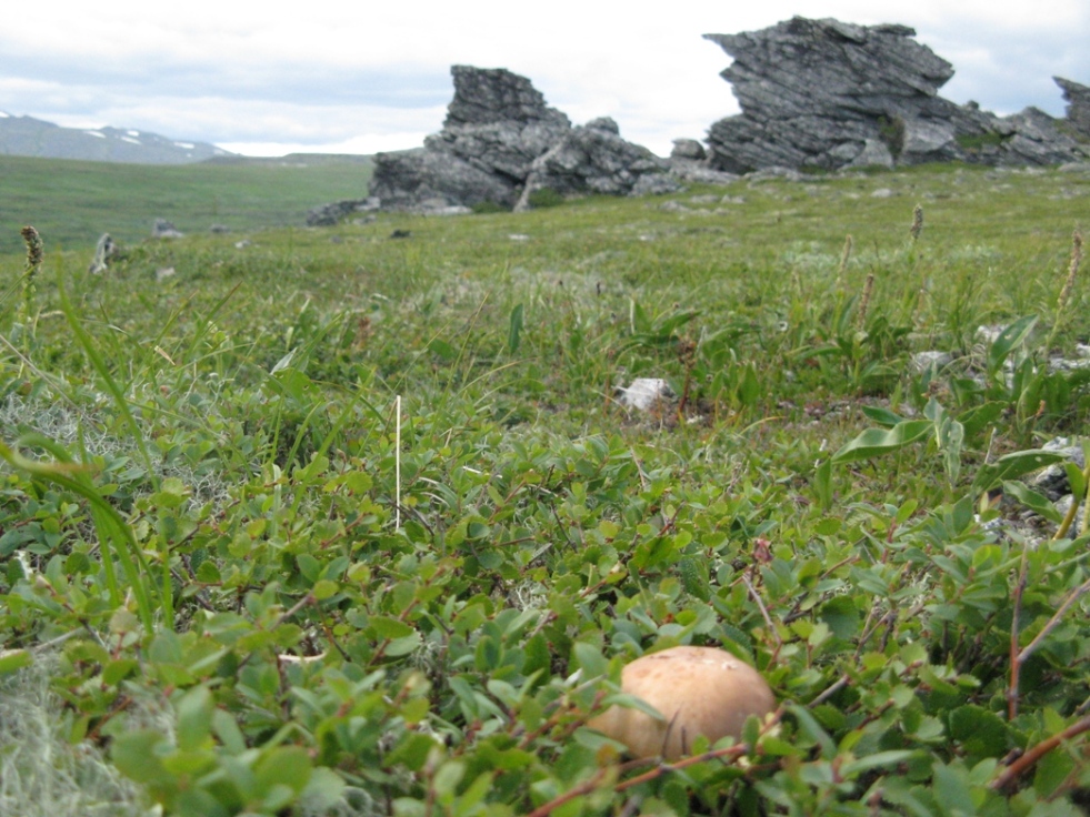 Хребет Молебный Камень, image of landscape/habitat.