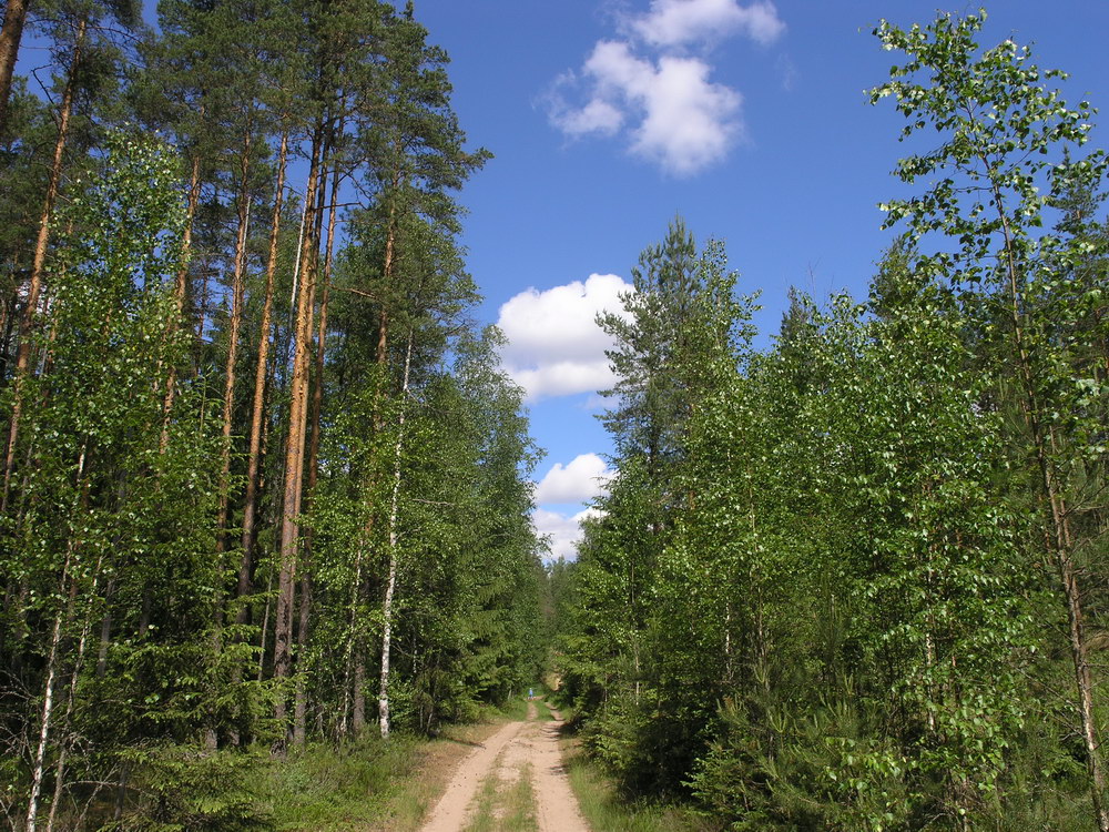 Окрестности Кемки, изображение ландшафта.