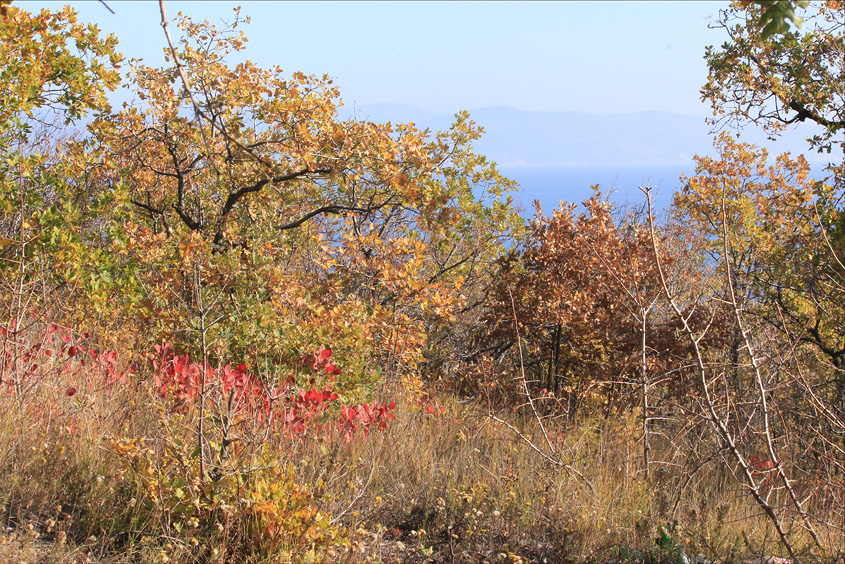 Мыс Мысхако и окрестности, image of landscape/habitat.