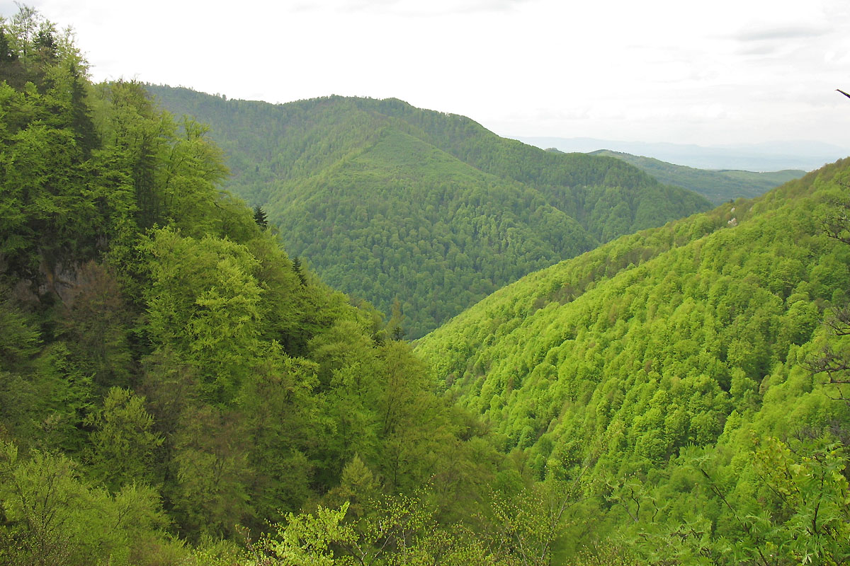 Девственный буковый лес, изображение ландшафта.