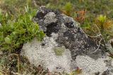 Серебрянский камень, изображение ландшафта.