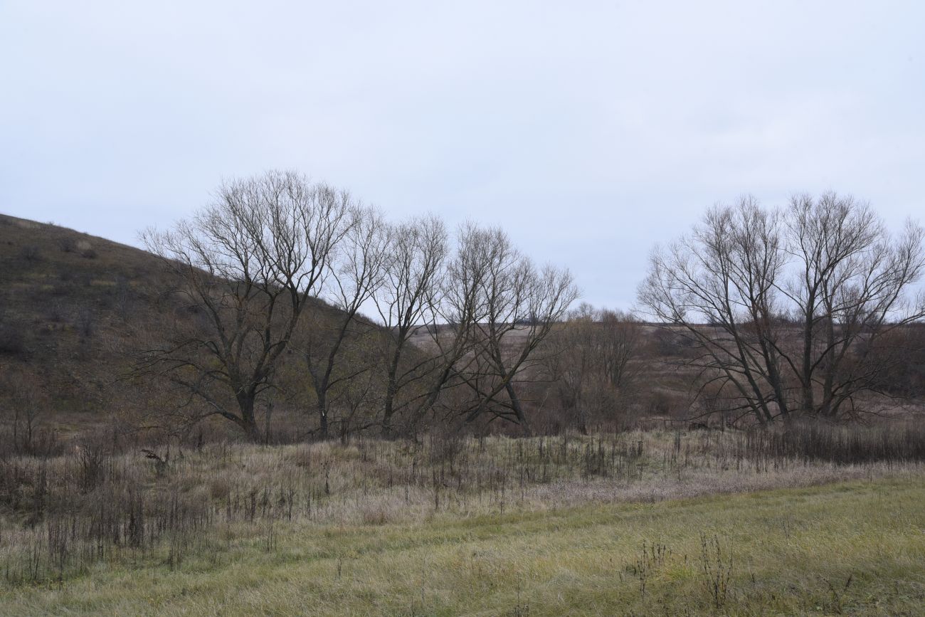 Окрестности села Хитрово, image of landscape/habitat.