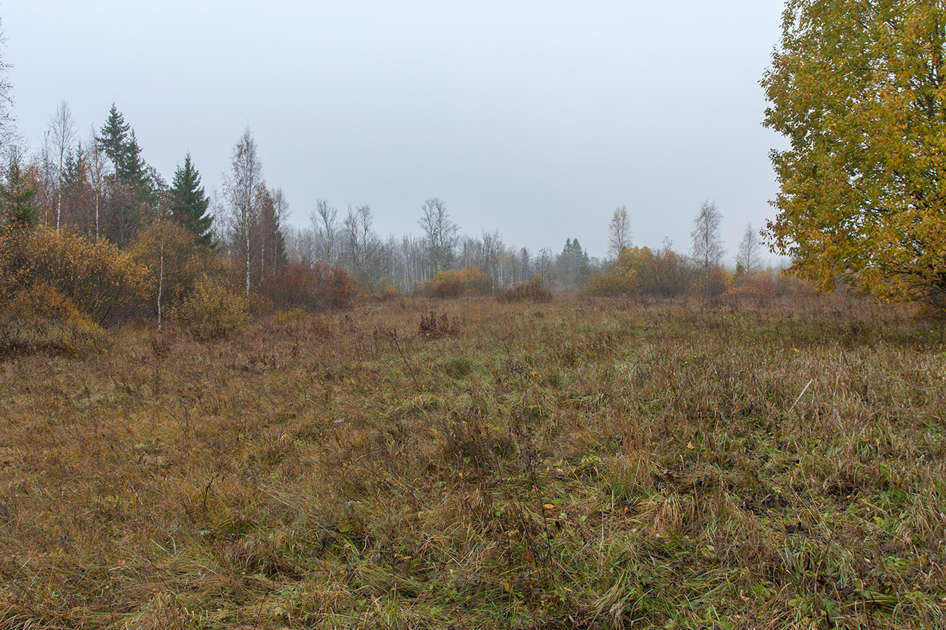 Верховья Оредежа, image of landscape/habitat.