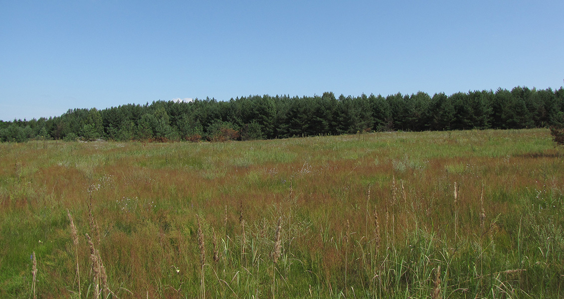 Окрестности с. Нижнее Песочное, image of landscape/habitat.