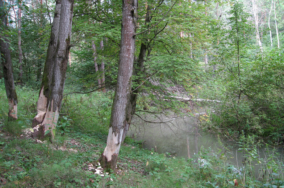 Пойма ручья, изображение ландшафта.