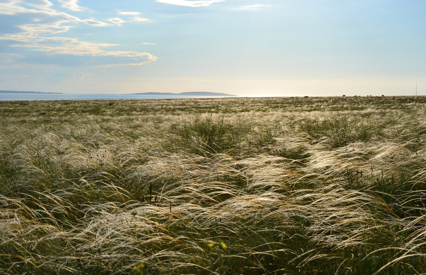 Караларская степь, image of landscape/habitat.