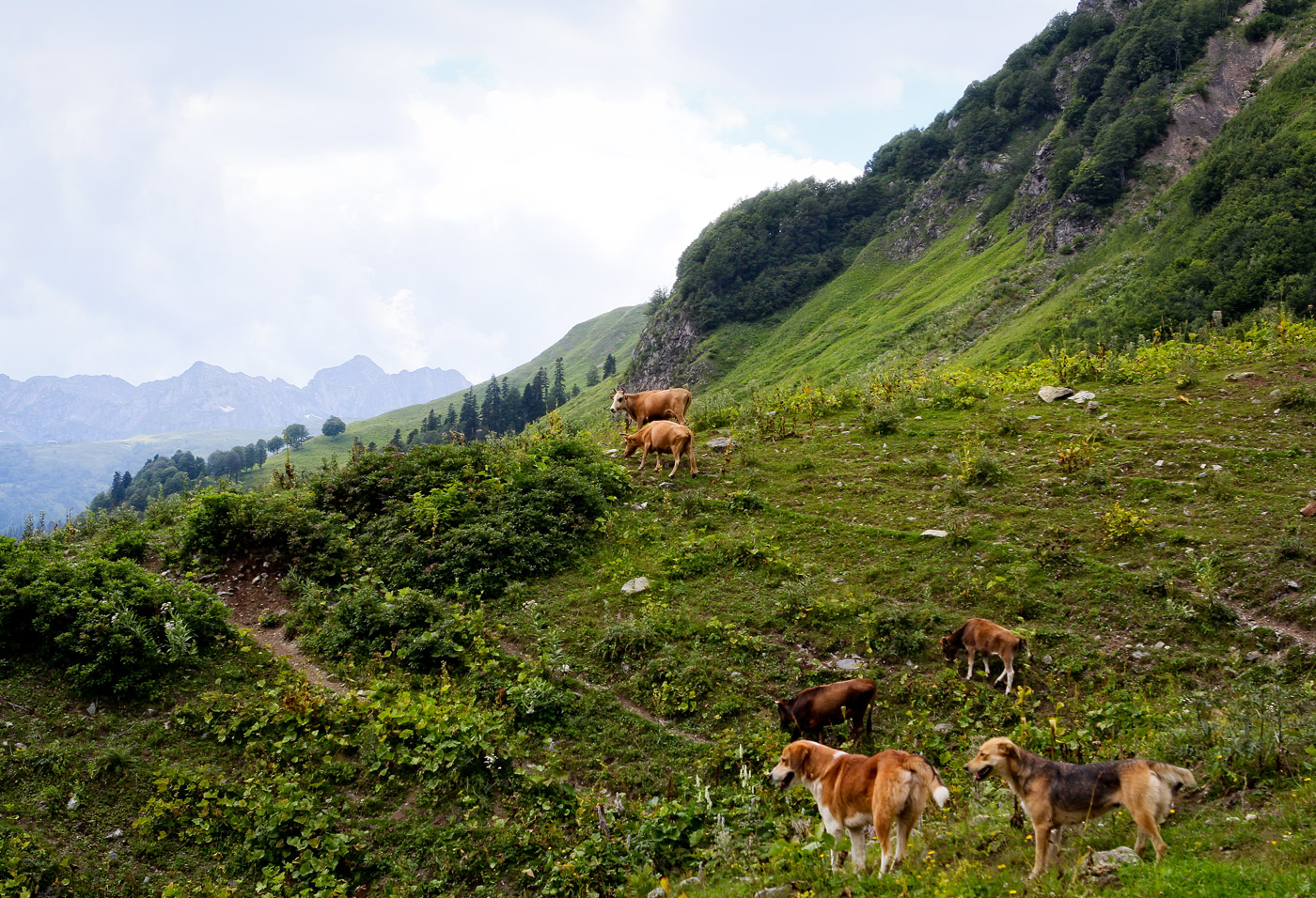 Авадхара (Ауадхара), image of landscape/habitat.