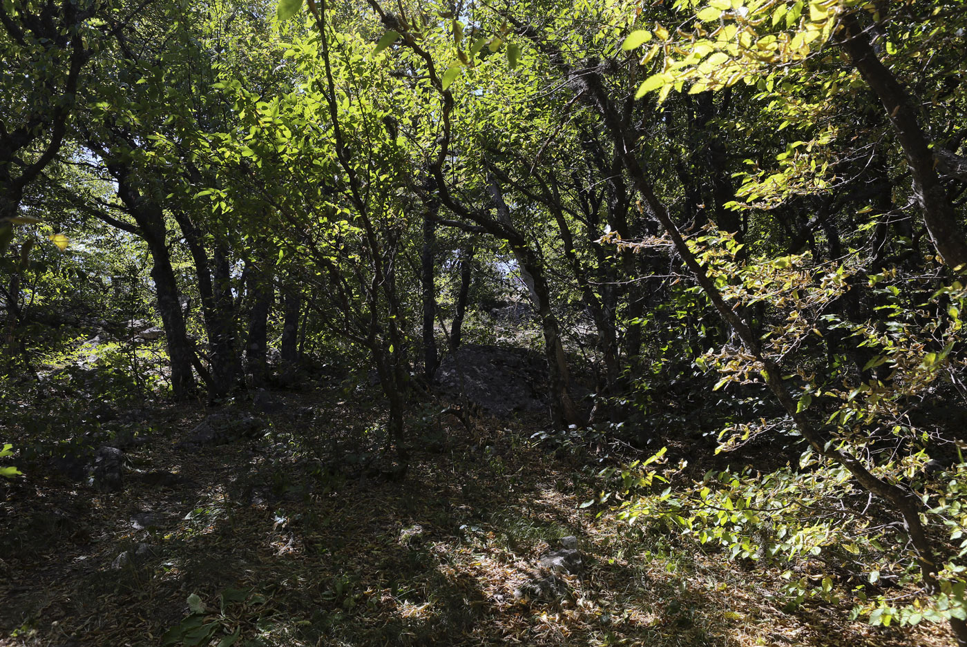 Ай-Петринская яйла, изображение ландшафта.