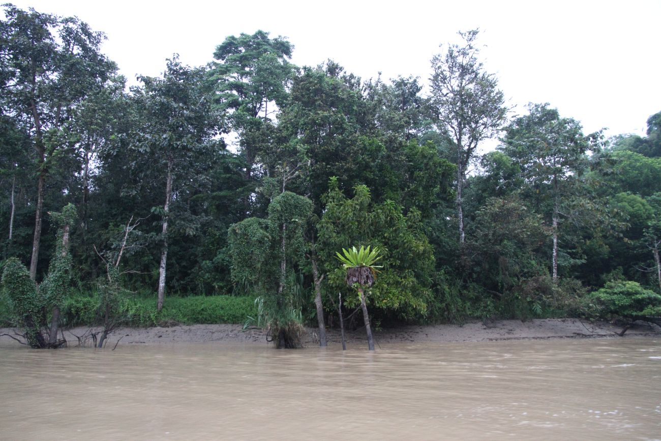 Река Кинабатанган, изображение ландшафта.