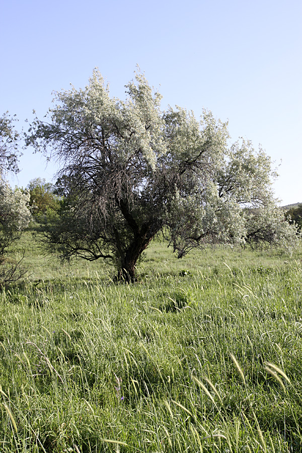 Ущелье Кокбулак, image of landscape/habitat.