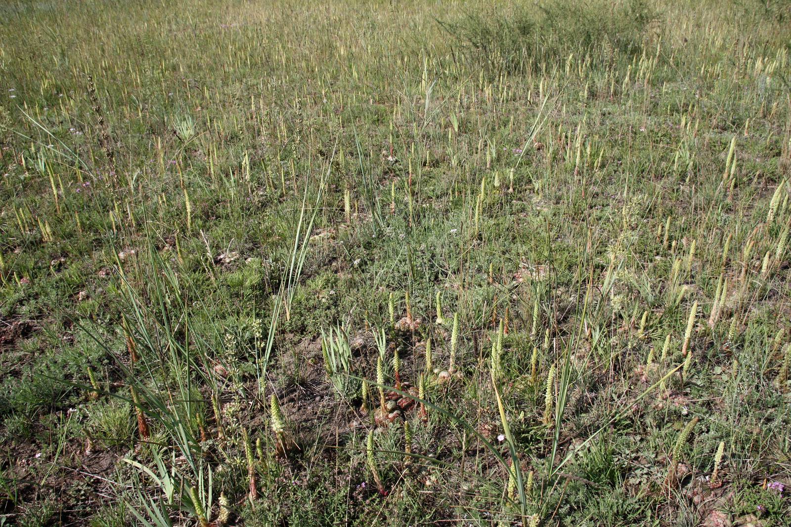 Окрестности Аршаново, image of landscape/habitat.