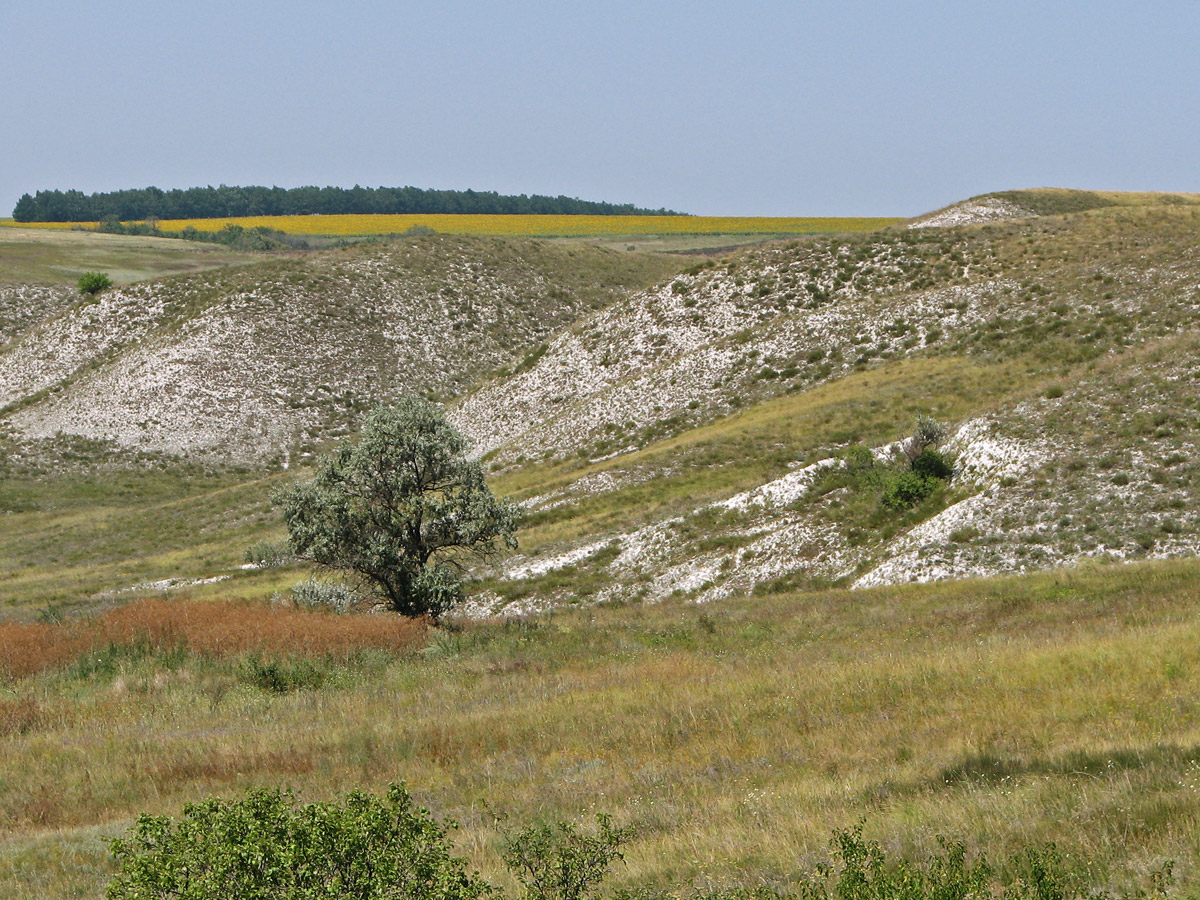 Белокузьминовка, изображение ландшафта.
