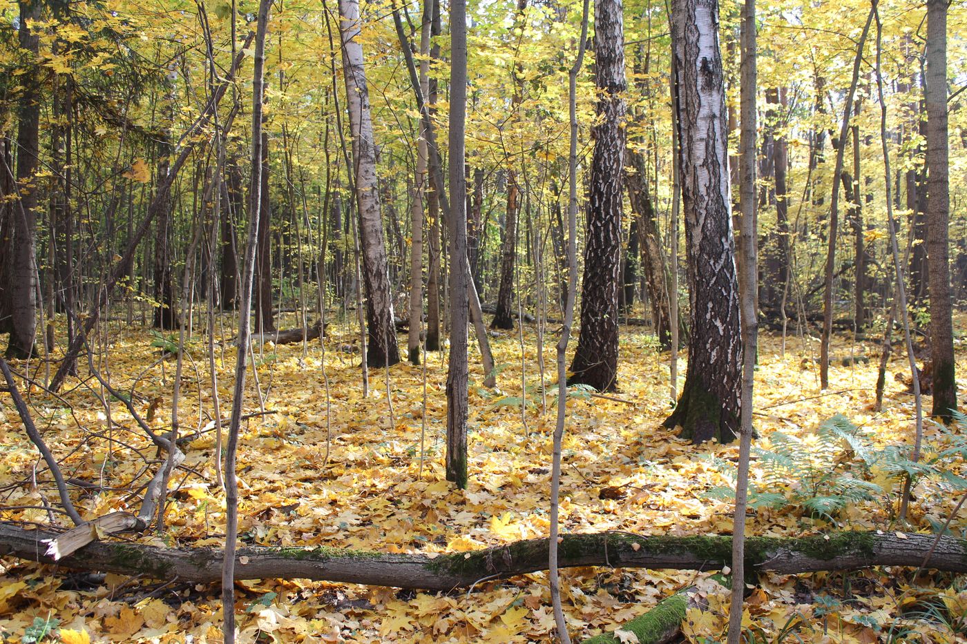 Тимирязевский парк, image of landscape/habitat.