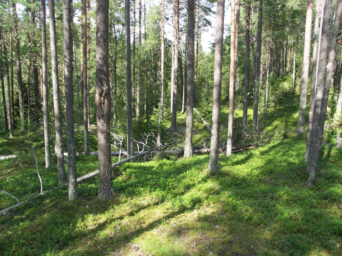 Куртяево, изображение ландшафта.