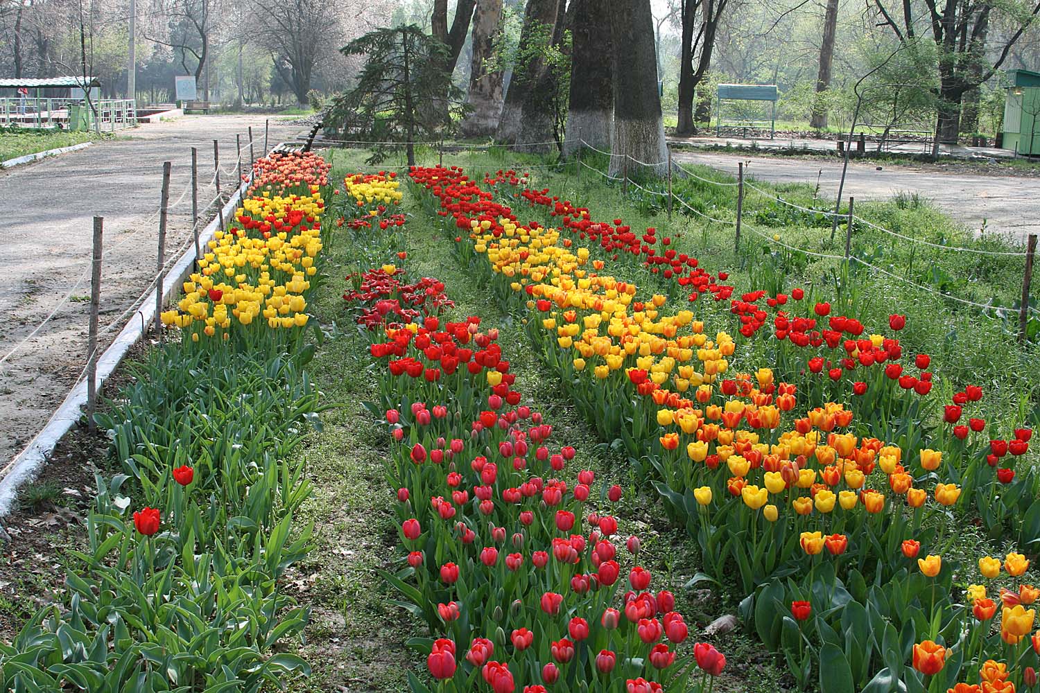 Ботанический сад им.Н.Ф.Русанова, изображение ландшафта.