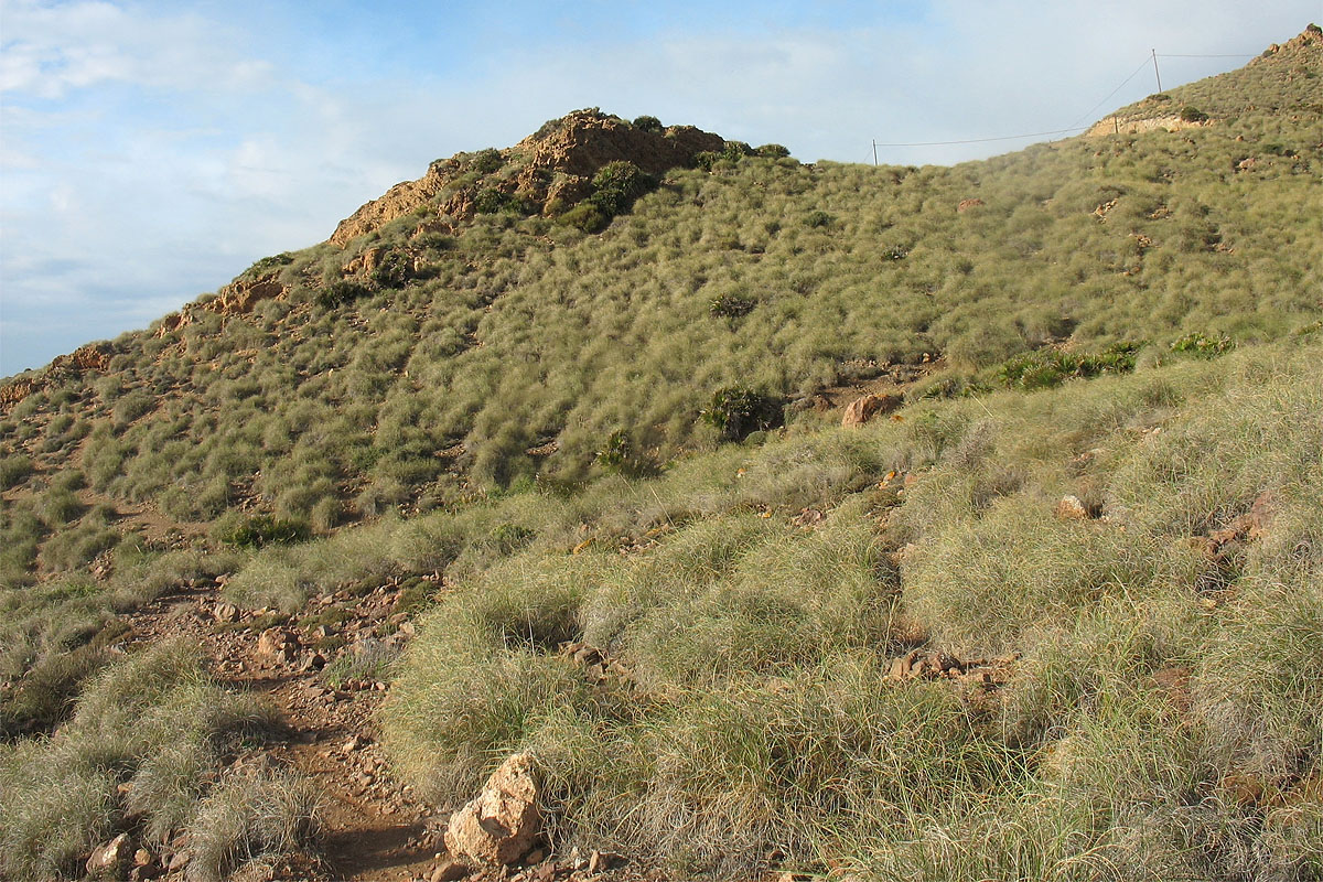 Cabo de Gata, image of landscape/habitat.