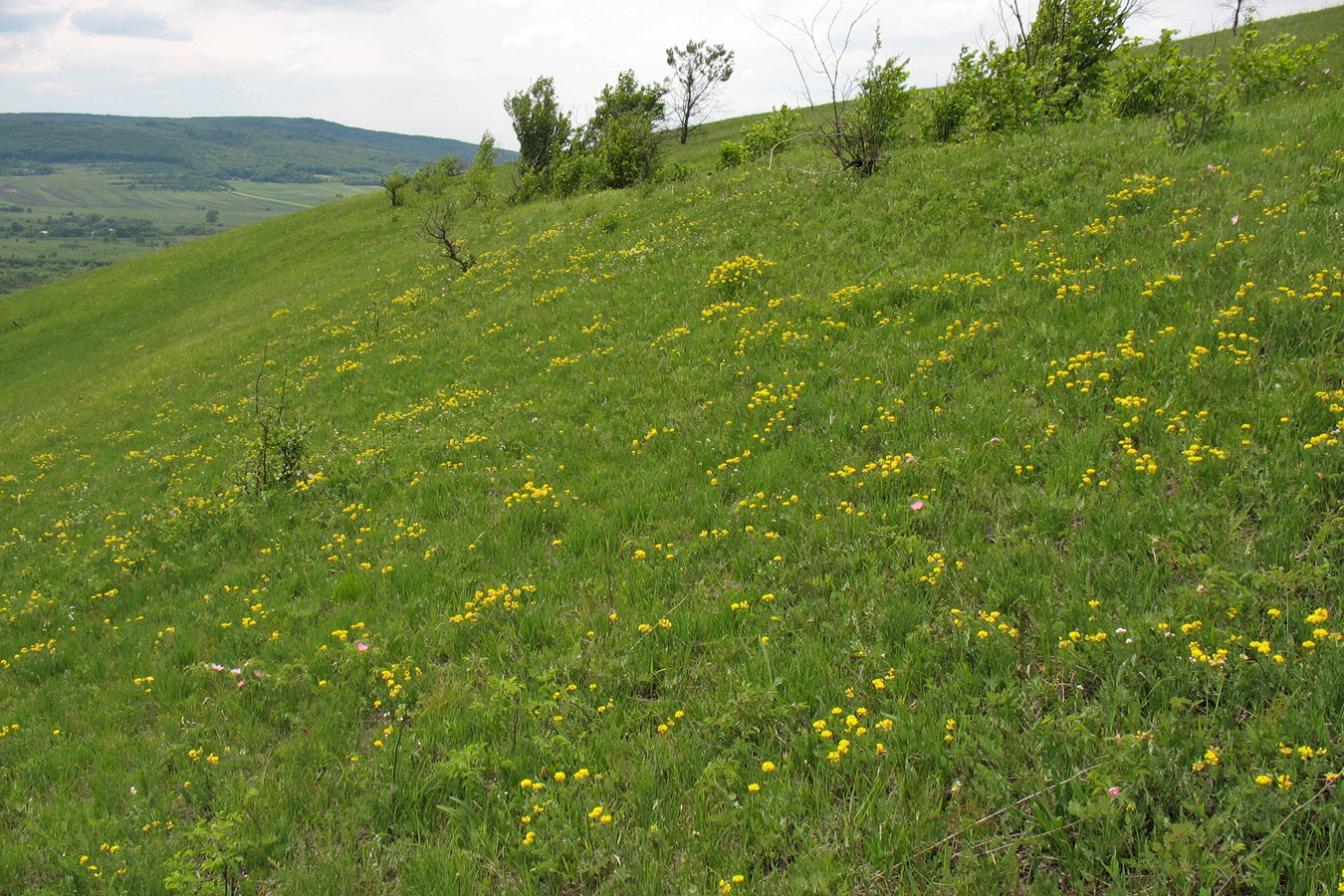 Луговая степь Западного Подолья, изображение ландшафта.