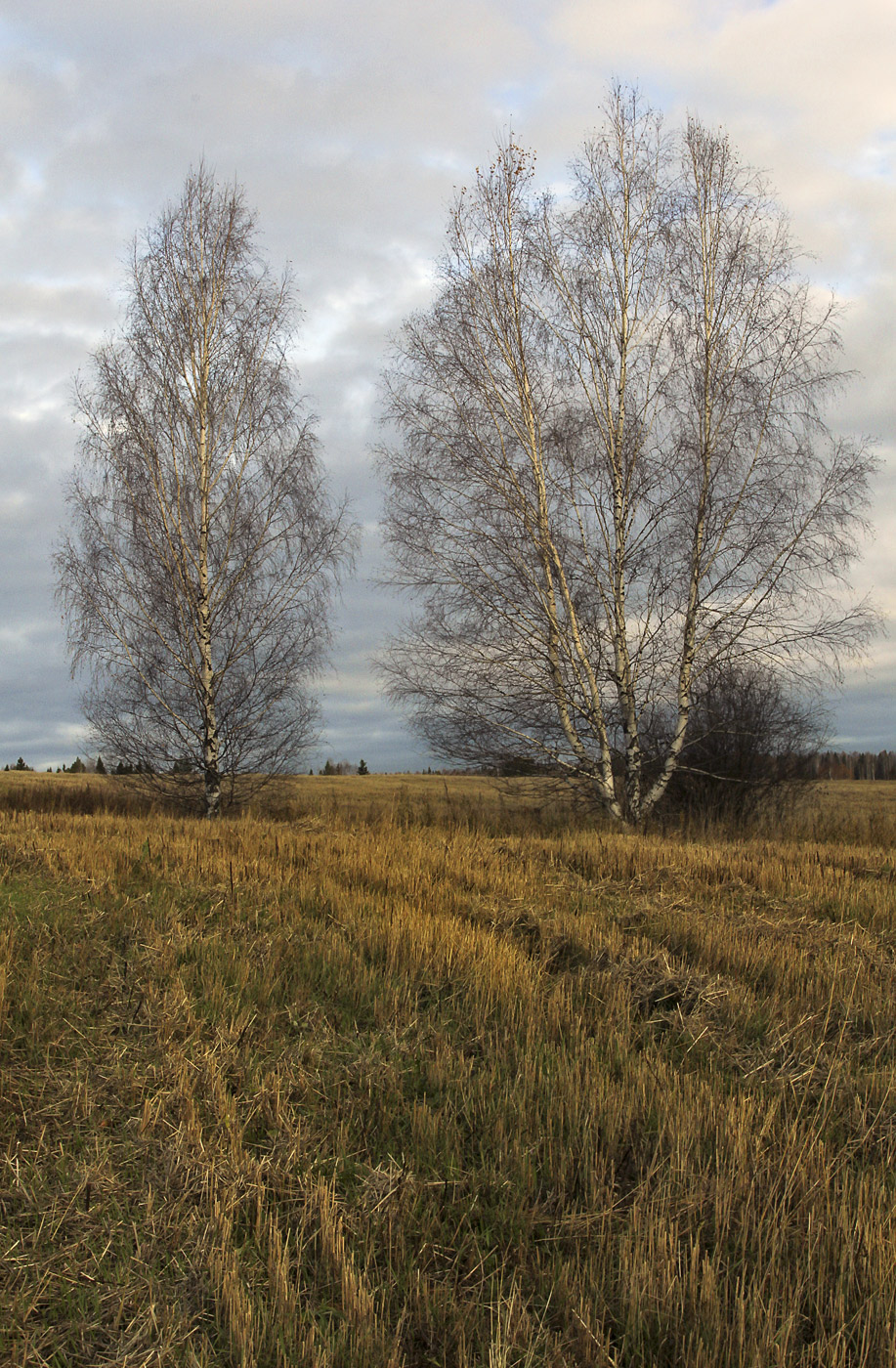 Григорьевское, image of landscape/habitat.