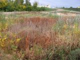 Куйбышевское водохранилище, image of landscape/habitat.