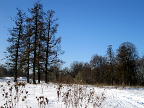 Город Пушкин, изображение ландшафта.