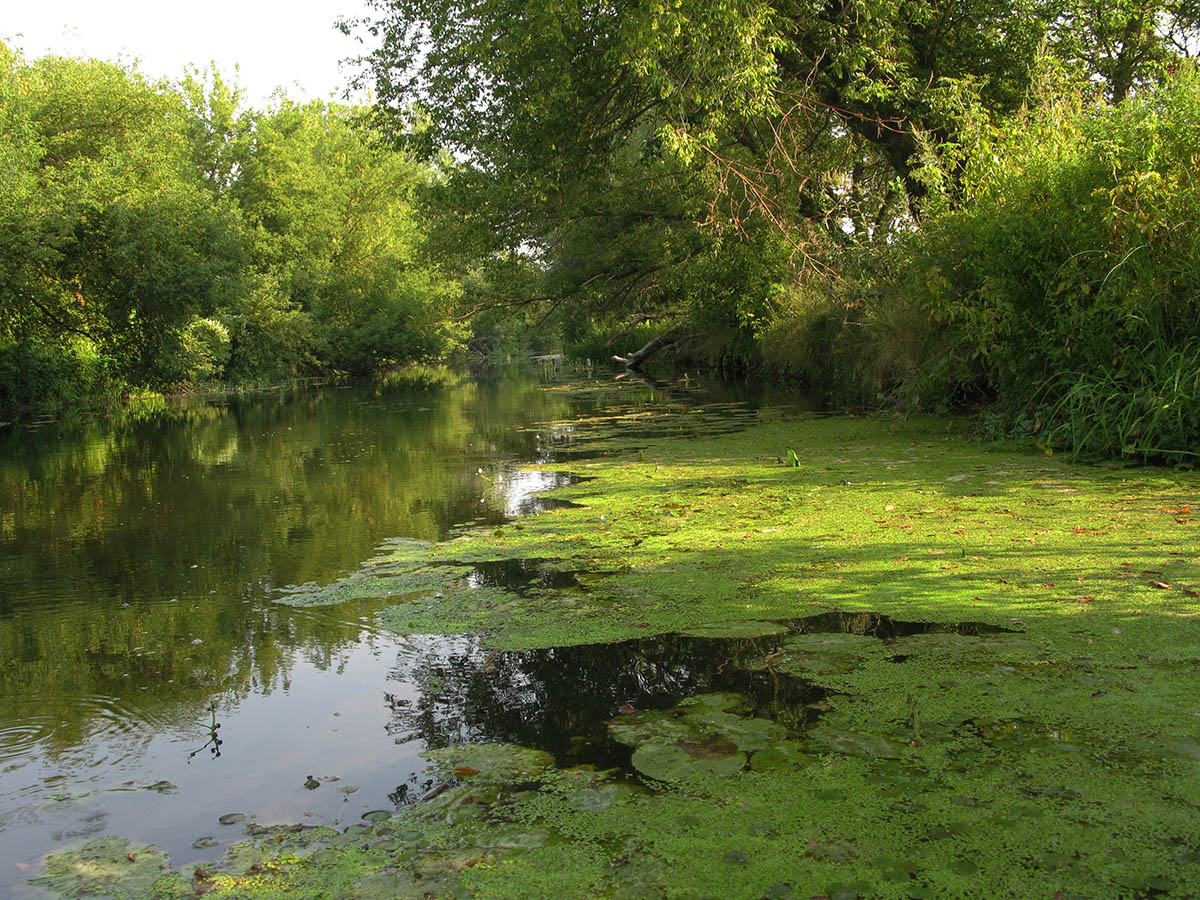 Среднее течение реки Усожа, изображение ландшафта.
