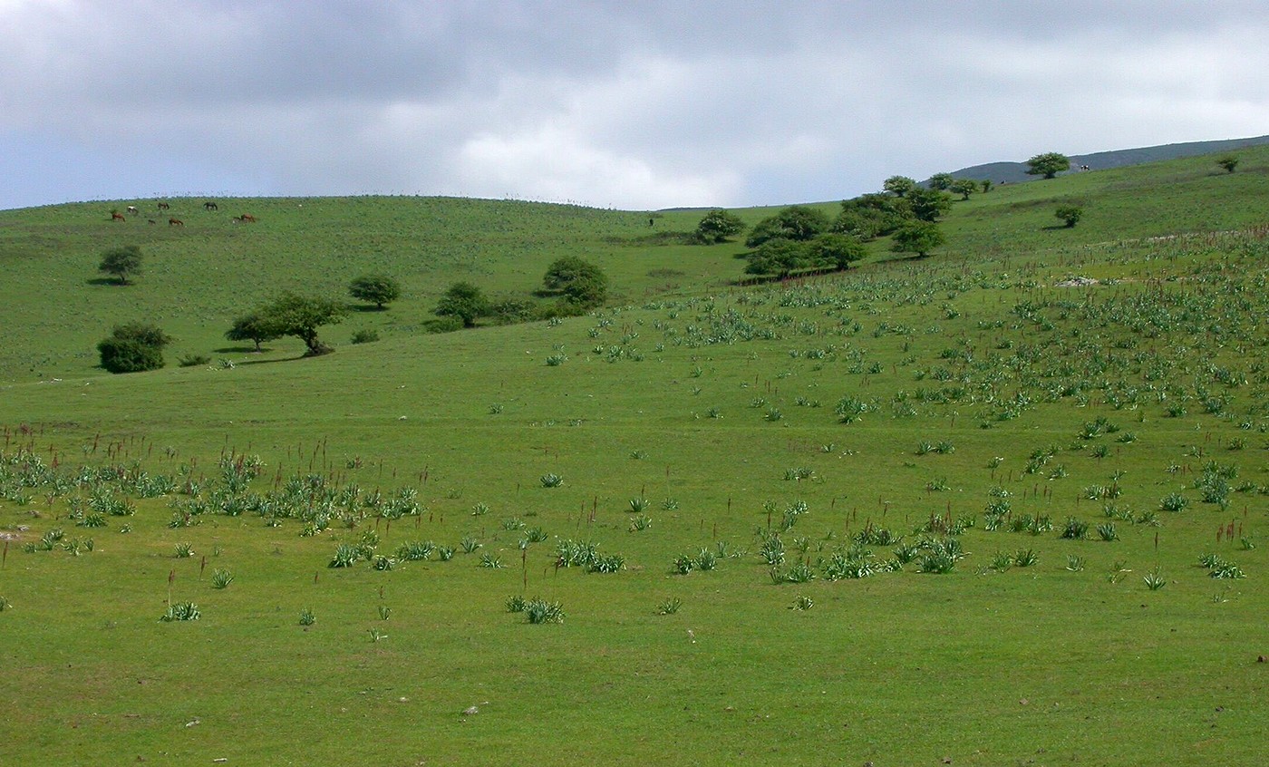 Казыкурт, изображение ландшафта.