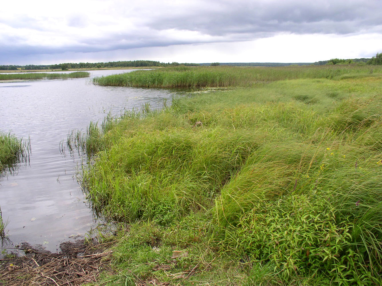 Горьковское водохранилище, изображение ландшафта.