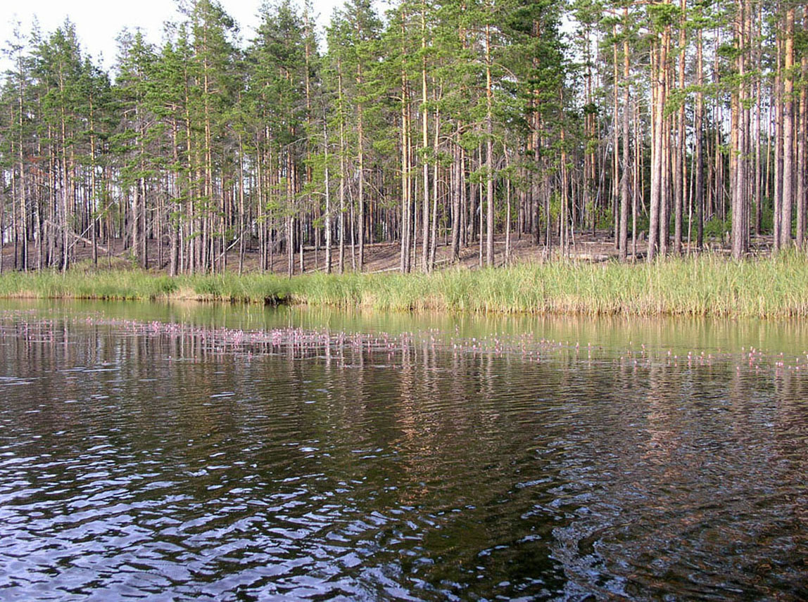 Вязниковские озера, изображение ландшафта.