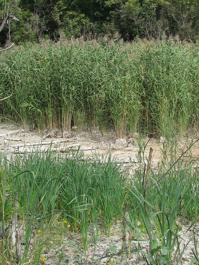 Космическая балка, image of landscape/habitat.