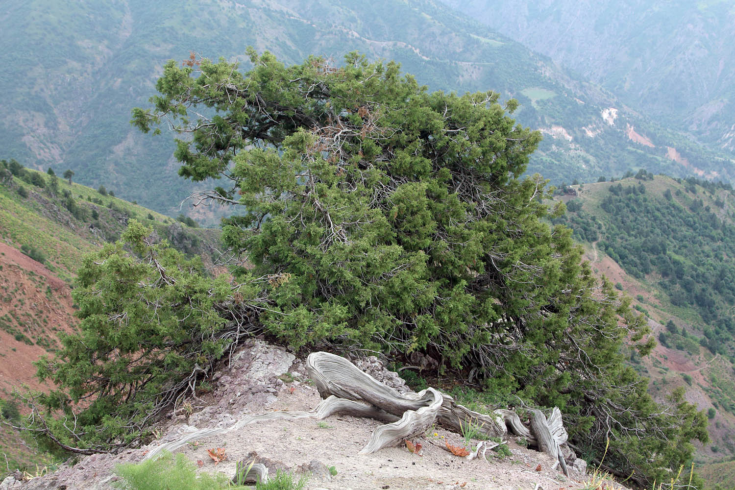 Верховье Бельдерсая, image of landscape/habitat.