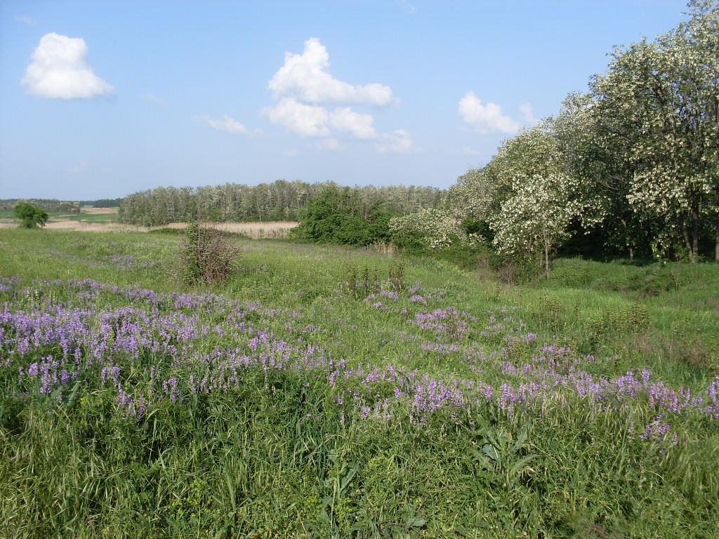 Новомирский пруд, изображение ландшафта.