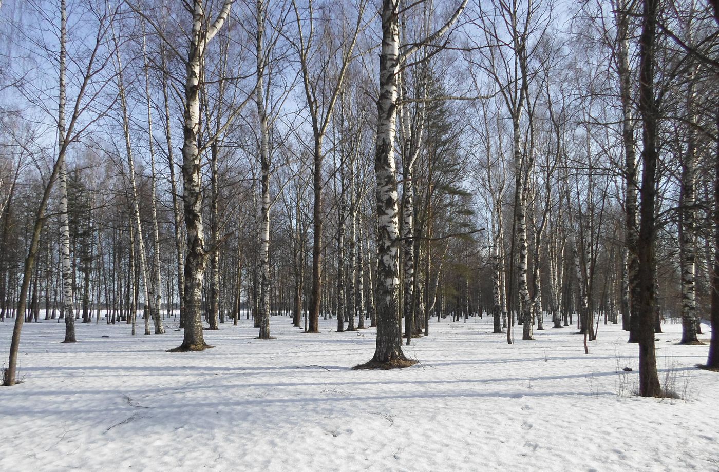 Весьегонск, изображение ландшафта.