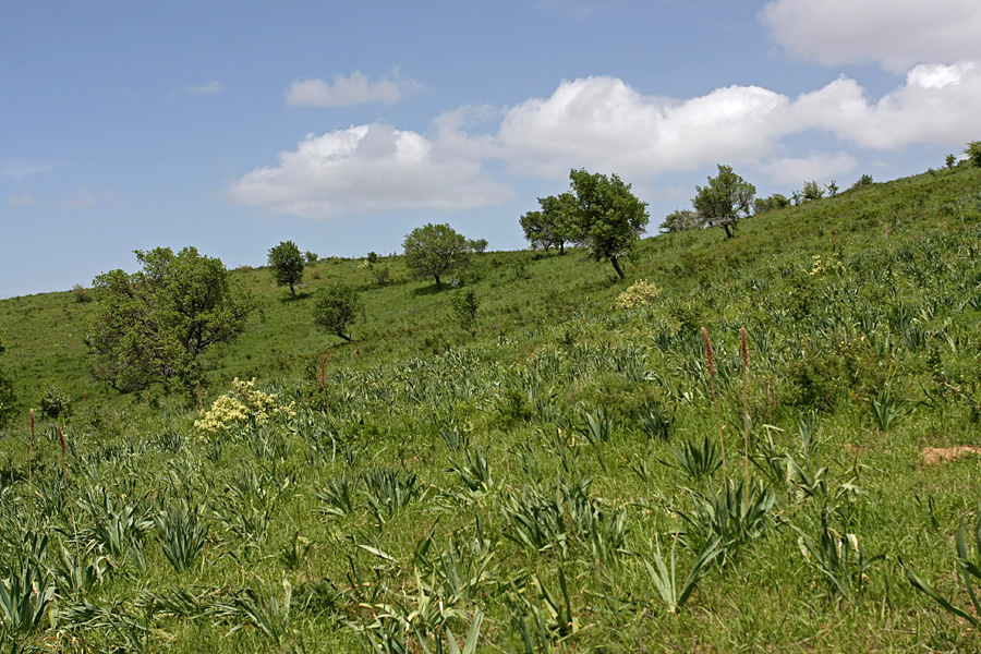 Горы Кокбулак, image of landscape/habitat.