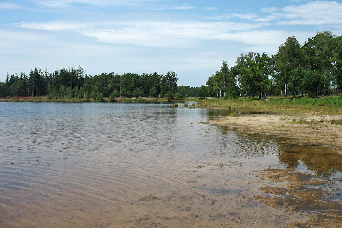 Dwingelderveld, изображение ландшафта.