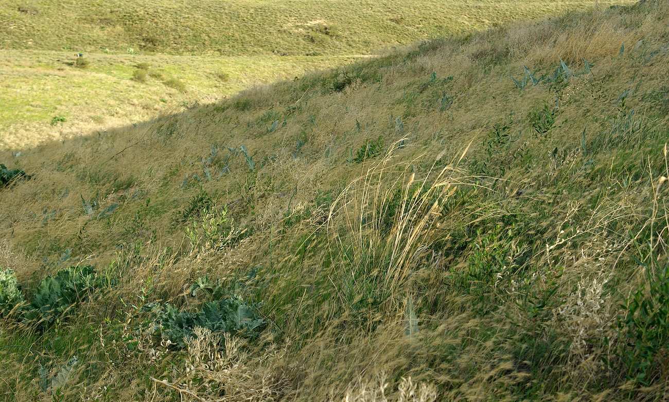 Кайнарбулак, изображение ландшафта.