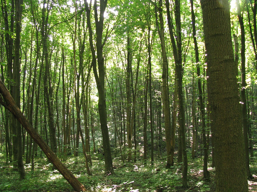 Село Терешки, image of landscape/habitat.