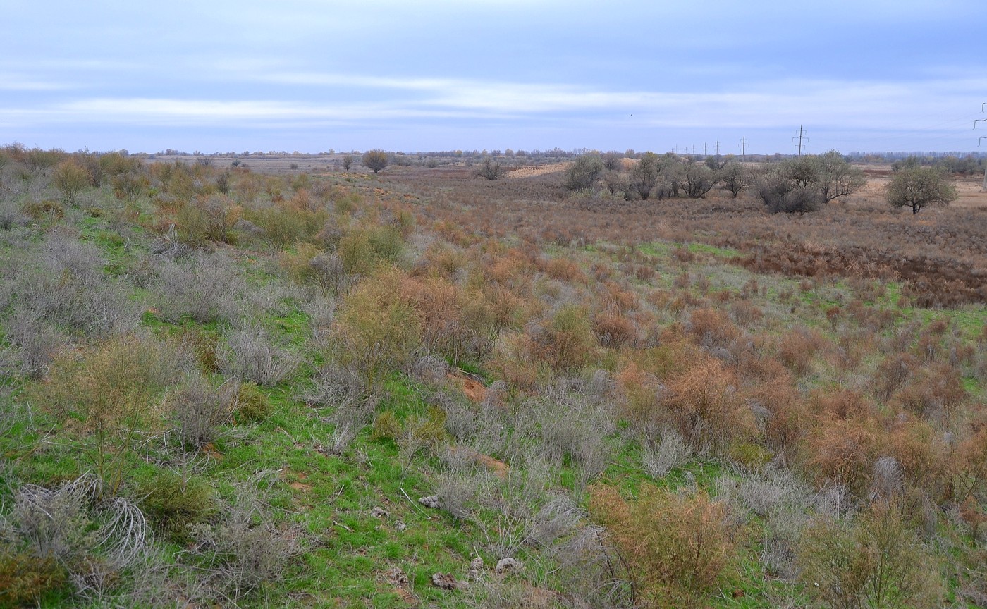 Дельта (средняя зона), image of landscape/habitat.