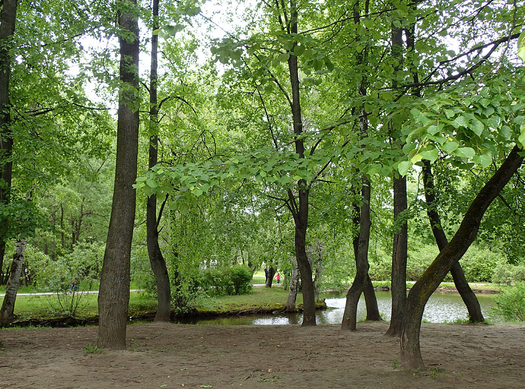 Воронцовский парк, изображение ландшафта.