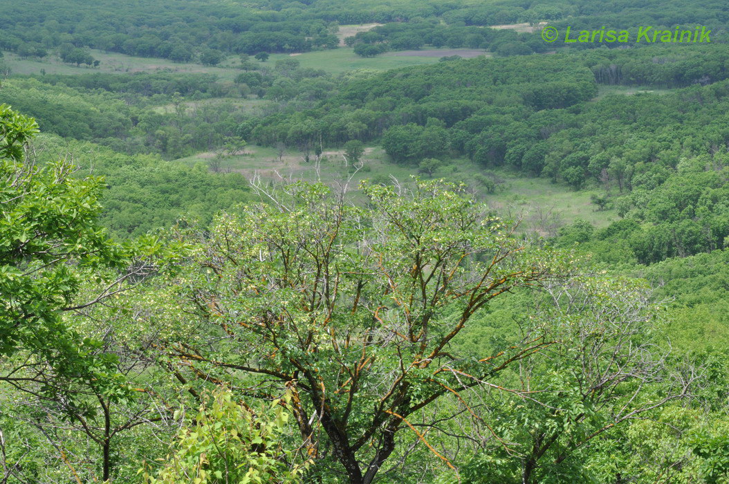 Монакино, image of landscape/habitat.